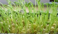 松柳芽苗菜如何進行苗盤栽培生產？